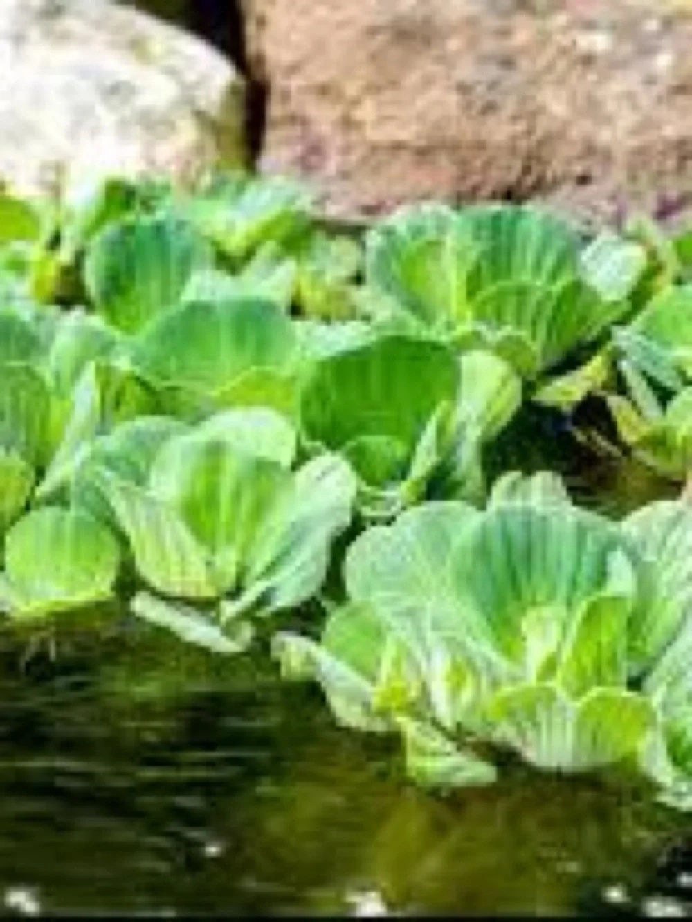 Aquatic Plant Hair and Debris Removal Rake - Green